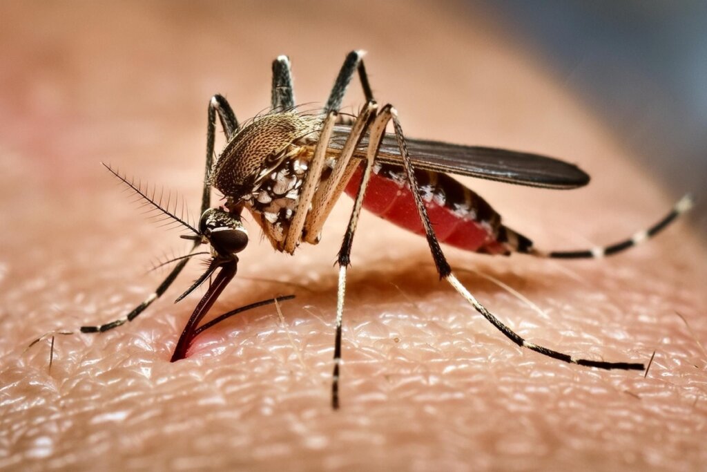 Imagem de mosquito da dengue sob pele humana