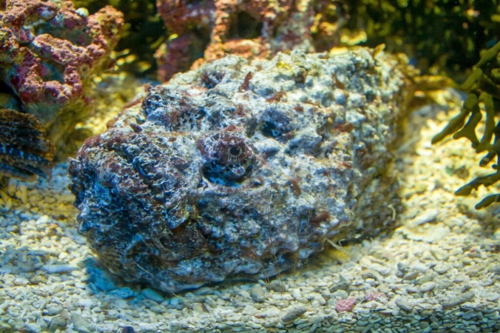 Imagem de peixe-pedra no mar. Ele tem tom marrom e cinza, parecendo uma pedra