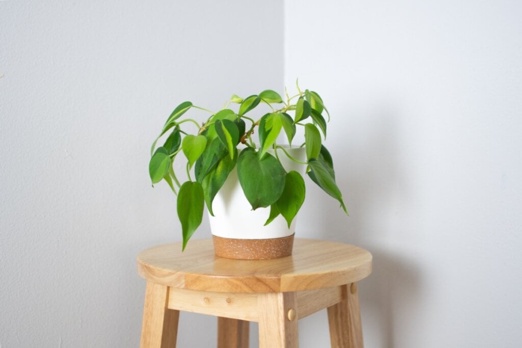 Planta photos em vaso de cerâmica branco em cima de banco de madeira