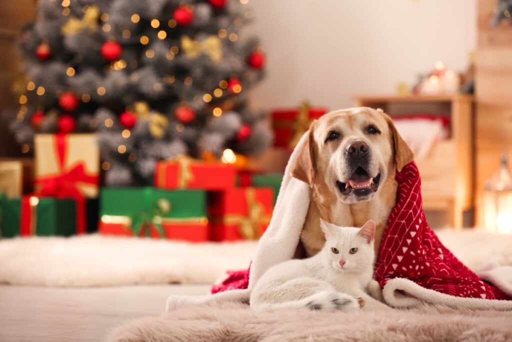 Cão de pelagem clara e um gato branco repousando juntos sob uma manta vermelha diante de uma árvore de Natal decorada e presentes