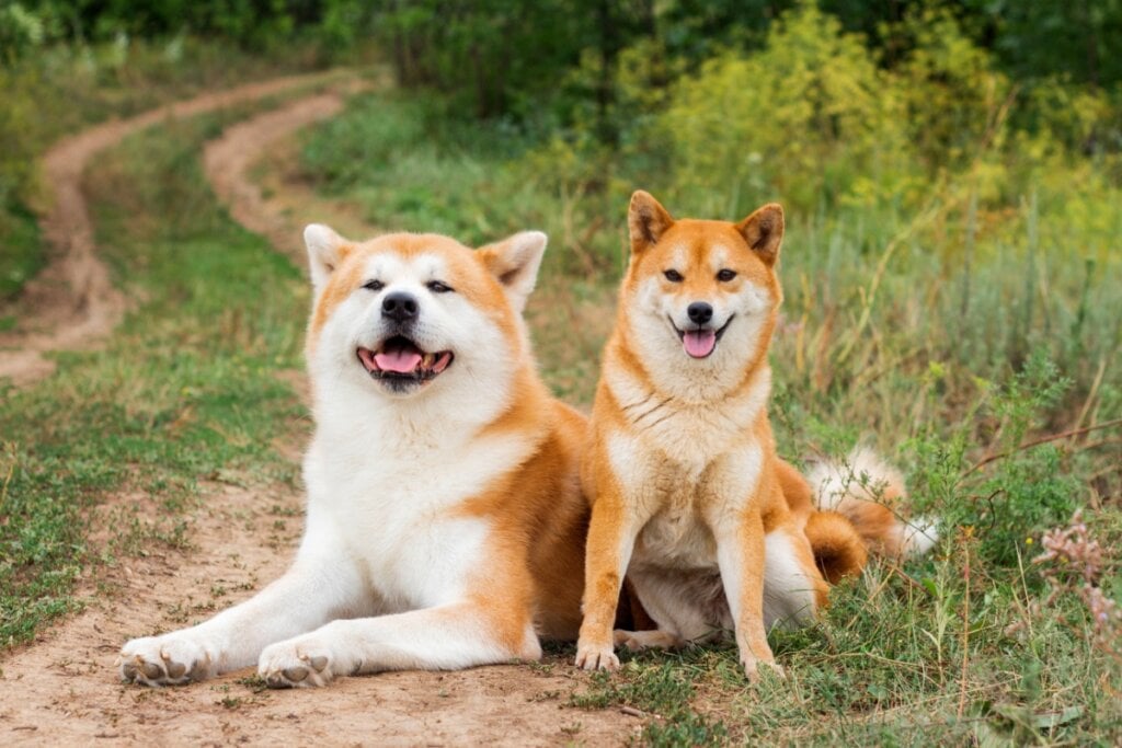 cachorro akita, branco e laranja, e cachorro shiba, branco e laranja, deitados em chão com terra e grama