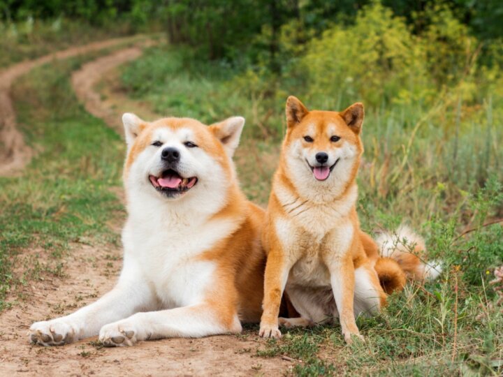 8 diferenças entre as raças akita e shiba inu 