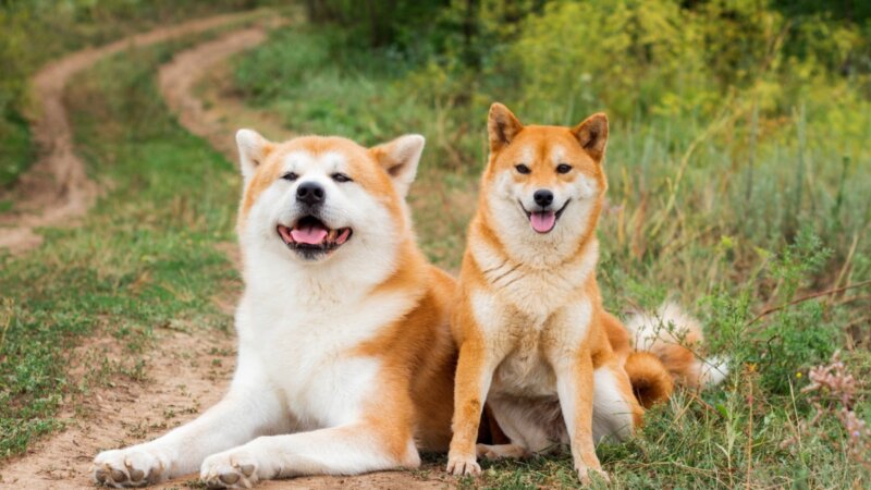 8 diferenças entre as raças akita e shiba inu 