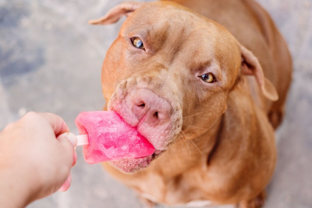 cachorro marrom mordendo picolé vermelho em mão de humano