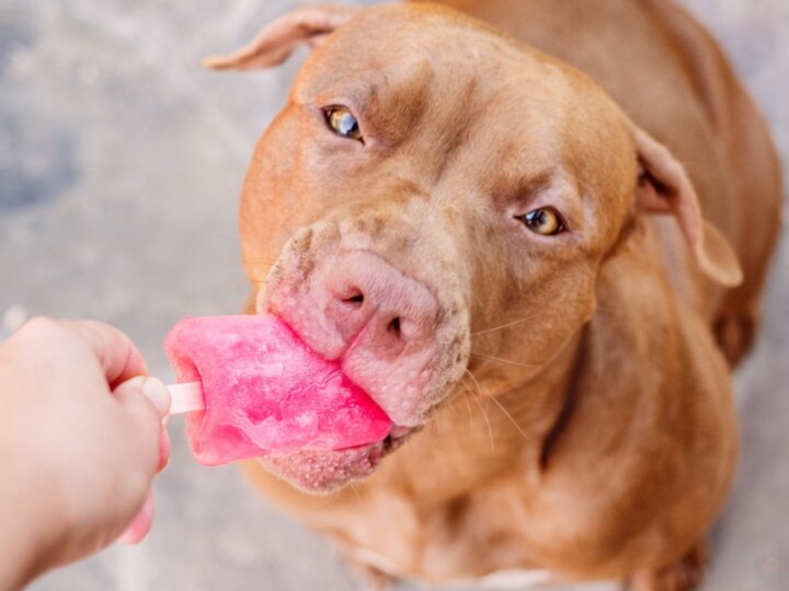 Veja alimentos refrescantes para oferecer aos animais no verão