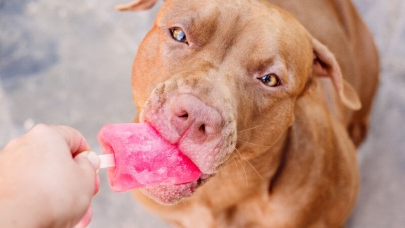 Veja alimentos refrescantes para oferecer aos animais no verão