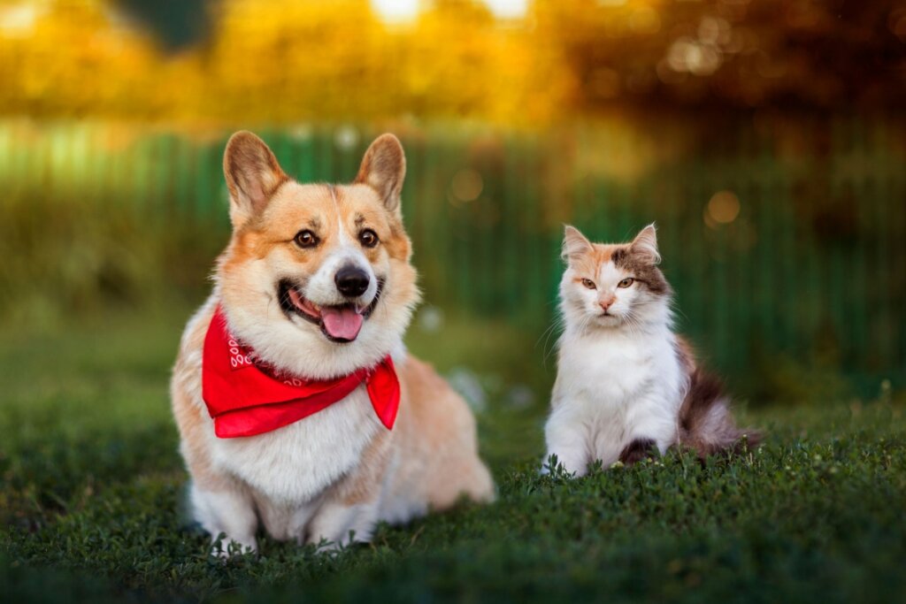 Cachorro e gato descansando na grama