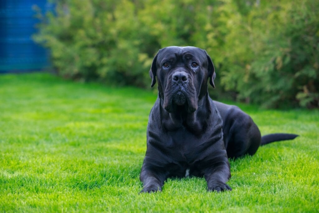 Cachorro da raça cane corso deitado na grama