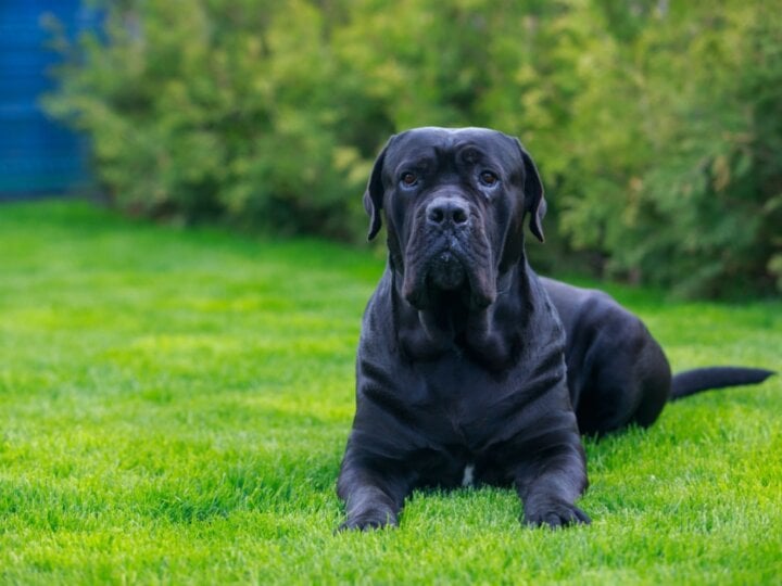 7 curiosidades sobre o cão de guarda cane corso