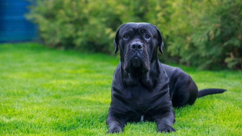 7 curiosidades sobre o cão de guarda cane corso