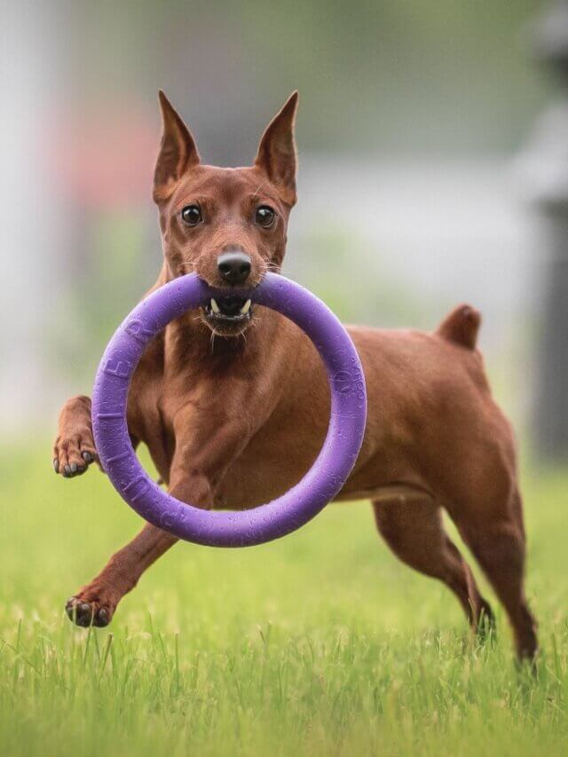 8 atividades recomendadas para a raça pinscher