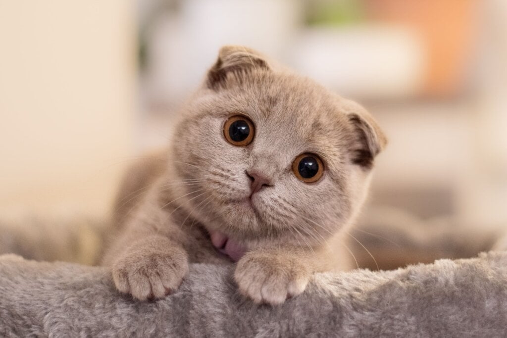 filhote de gato da raça scottish fold cinza deitado e com a cabeça inclinada para o lado