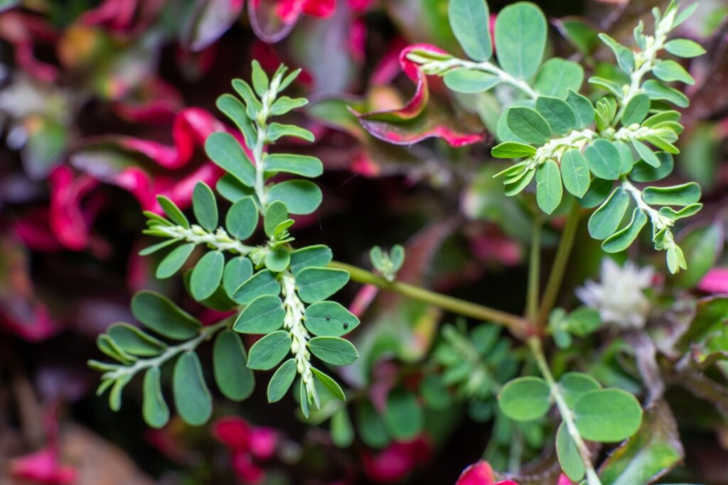 Planta quebra-pedra perto de vegetação com tons avermelhados e rosados