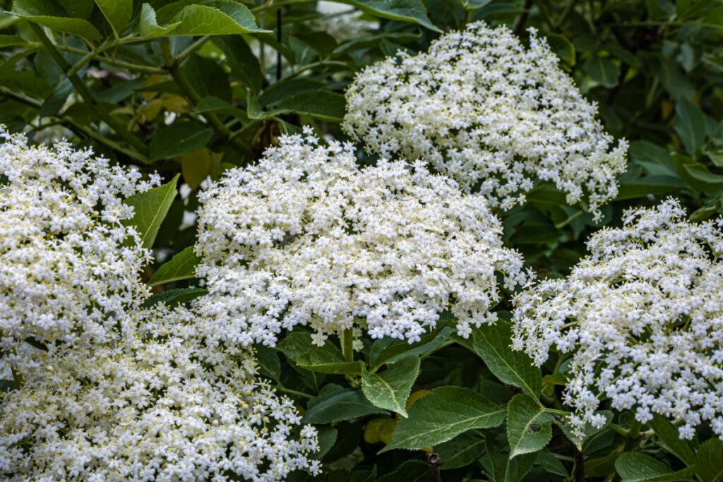 galhos de sabugueiro com flores brancas e folhas verdes