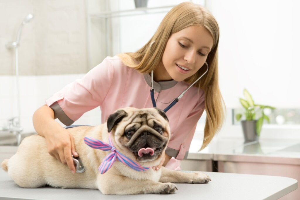 veterinária de roupa rosa examinando cachorro pug deitado